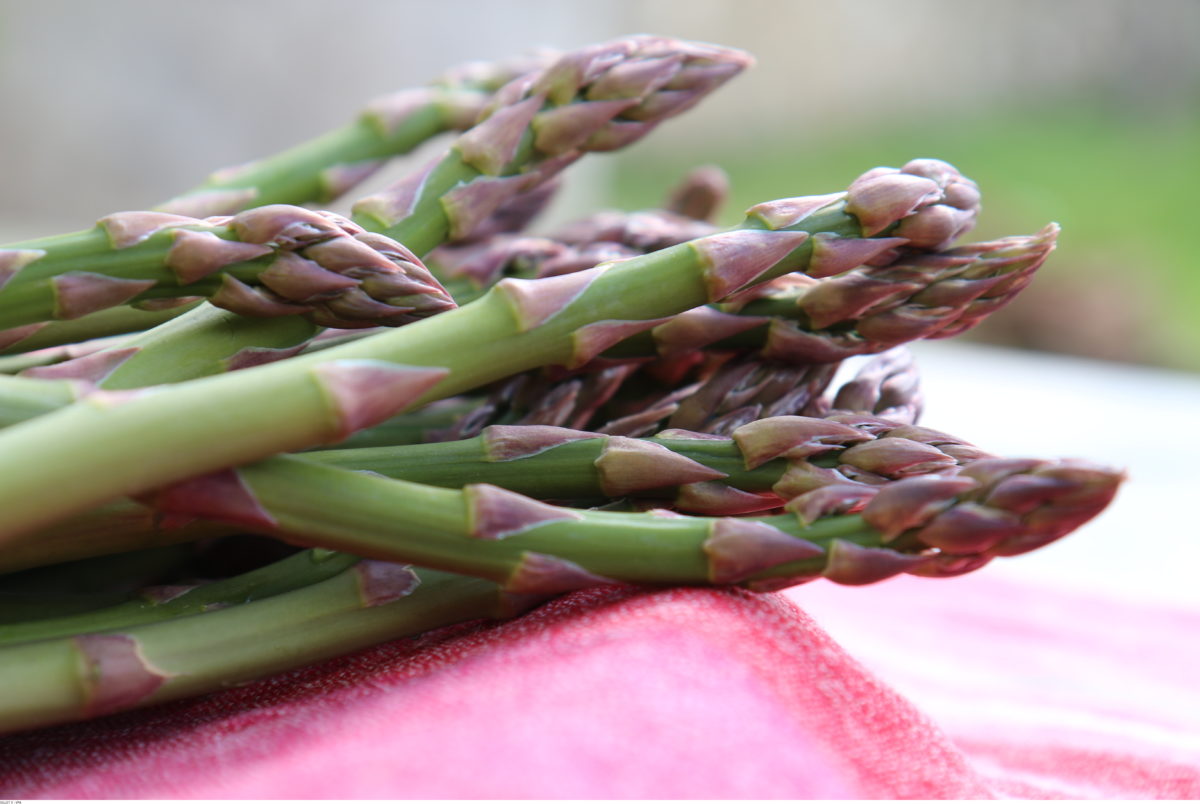 asperges 2--GILLET_V_-_VPA