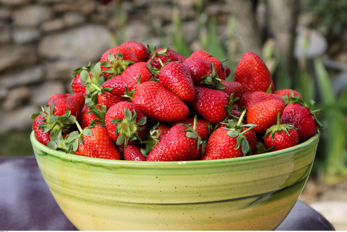 fraises-HOCQUEL_A_-_VPA